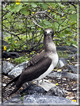 foto Flora e la fauna della Isole Galapagos